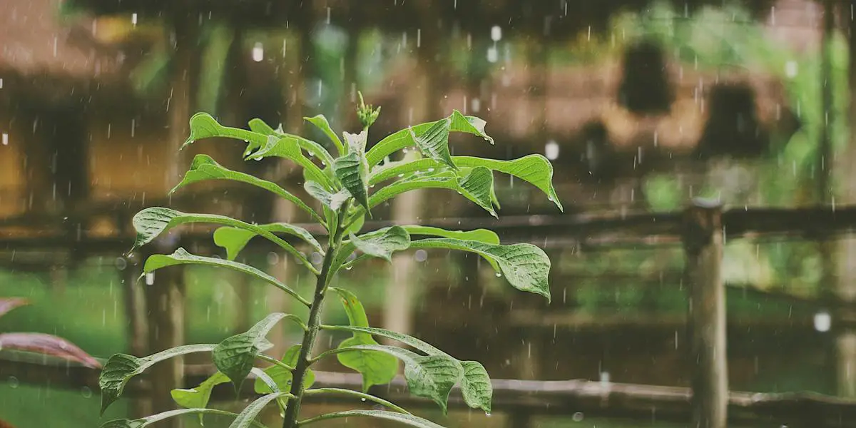 মনকাড়া বর্ষাকাল
